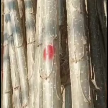 杨树苗，107速生杨