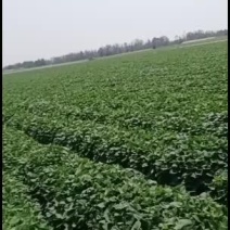 海南东方小香薯种苗