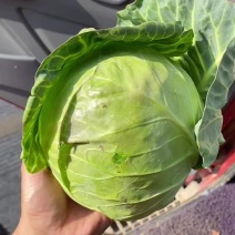 甘蓝圆包菜现货精品铁头200吨有需要的老板联系我