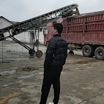 16年优质小麦正在出货