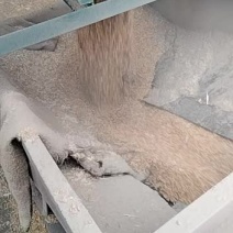 16年小麦正在发货中