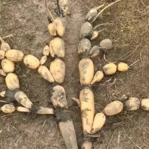 新鄂莲五号藕种优质提纯藕种产量高成活率高