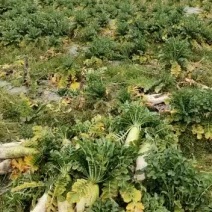 新鲜人参水果萝卜纯甜