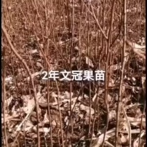 文冠果杯苗裸根出售预订量大优惠