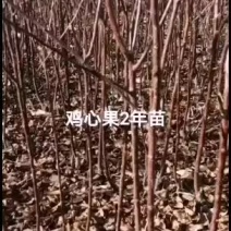 鸡心果杯苗裸根苗出售预订量大优惠1年苗2年苗出售