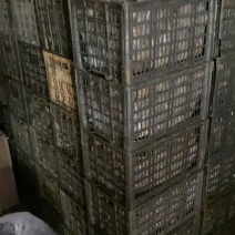 批发腌制散黄鸭蛋。好货先到先得。价格美丽。