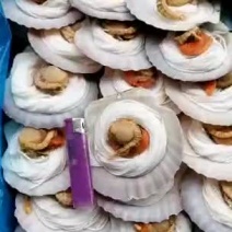 海鲜水产粉丝扇贝半壳粉丝扇贝烧烤食材海鲜大蒜蓉粉丝扇贝
