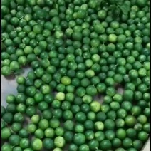 青金桔，有量，需要的详聊