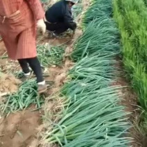 基地大量出售小分葱、九条葱，质量上乘，欢迎广大客商前来洽