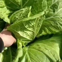 山东潍坊青州市大白菜上市了