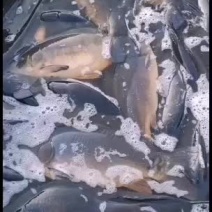鸭绿江有机网箱框镜耐活