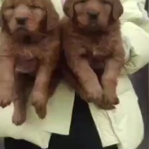 金毛犬，聪明伶俐，性格温顺！好火伴，好朋友！