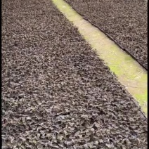 南靖金线莲本地红霞鲜品靓货