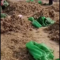 大荔黄花菜基地，大条菜种苗