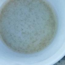 草鱼水花、各种优质水花、全国发货