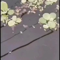 水蛭苗，蚂蟥苗，满月苗，开口苗