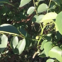 核桃树2~4cm4cm以下1.5~2米