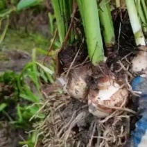 大量2公分以上朱顶红出售，质优价廉，欢迎各位老板咨询订购