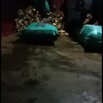 广西省，来宾大瑶山甜笋
