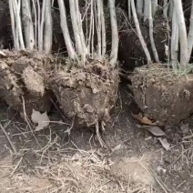 紫荆丛生紫荆需要联系3-5分支绿工程苗