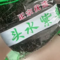 鼎鲜紫菜批发零售头水紫菜