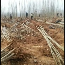 杨树苗正在出售，碧玉无絮杨，107