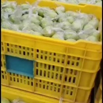 大青枣，蜜丝枣1月底上市产地直供代收代购