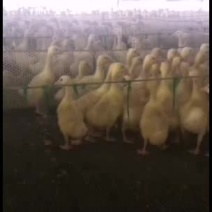 脱温鹅脱温鹅脱温鹅脱温鹅脱温鹅