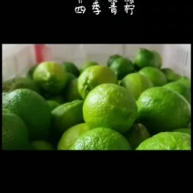 (原产地-种植户)福建漳州台湾柠檬四季青柠有籽