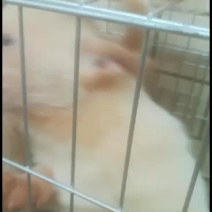 小下司犬到新家，健康成长！