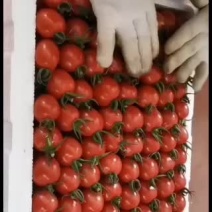 圣女果，千禧，6号