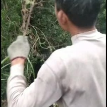 罗汉松2-3公分占地货。