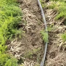 广西良种天冬苗，基地直销，包存活技术包回收