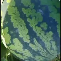 云南省德宏州本地甜王