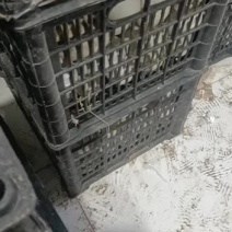 新鲜双黄大鹅蛋大量供货
