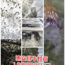 泉州惠安牛蛙苗销售诚信第一