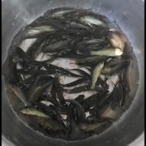 丁桂鱼苗，大量出售，广东苗场基地直销，，