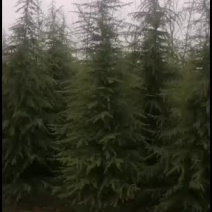 鑫鑫园林雪松樱花集地