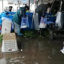 萝卜大小随意选，价廉