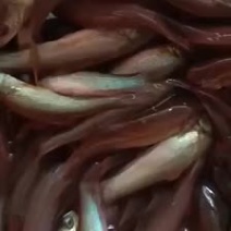 丁桂鱼苗欢迎选购！！
