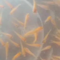 绵鲤鱼苗欢迎选购！！