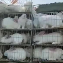 改良杂交肉兔，比利时新西兰伊拉