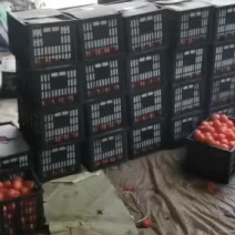西红柿大量上市欢迎老板来电