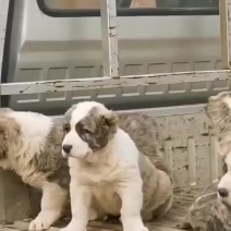 中亚牧羊犬公母都有可视频挑选血统纯正