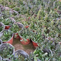多花筋骨草价格。多花筋骨草。种植基地。自产自销。低价处理