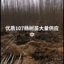 107杨树苗大量供应中