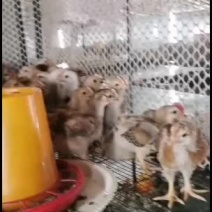 健康红羽380公鸡母鸡