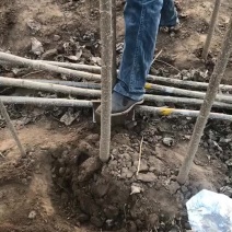 107杨树苗需要的联系