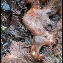 黄荆疙瘩，自然造型，