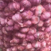 云南红皮大蒜，大分蒜
